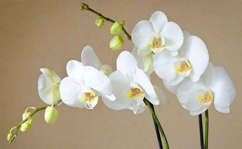 hvordan ta vare på orkideer