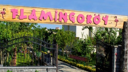 Hvor er Flamingo Village? Hvordan gå? Hvor mye er frokostprisen?