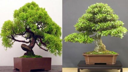 Hvordan dyrke et bonsai-tre? Hvordan ta vare på bonsai tre Bonsai tre funksjoner 