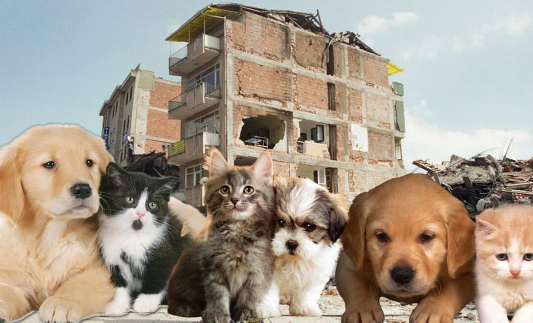 Hva bør de som har kjæledyr gjøre før og etter jordskjelvet? De som har et kjæledyr på tidspunktet for jordskjelvet