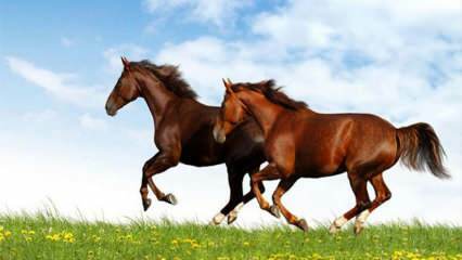 Hva betyr det å se en hest i en drøm? Betydningen av å ri en hest i en drøm ifølge Diyanet