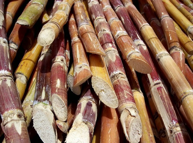 fordelene med sukkerrør