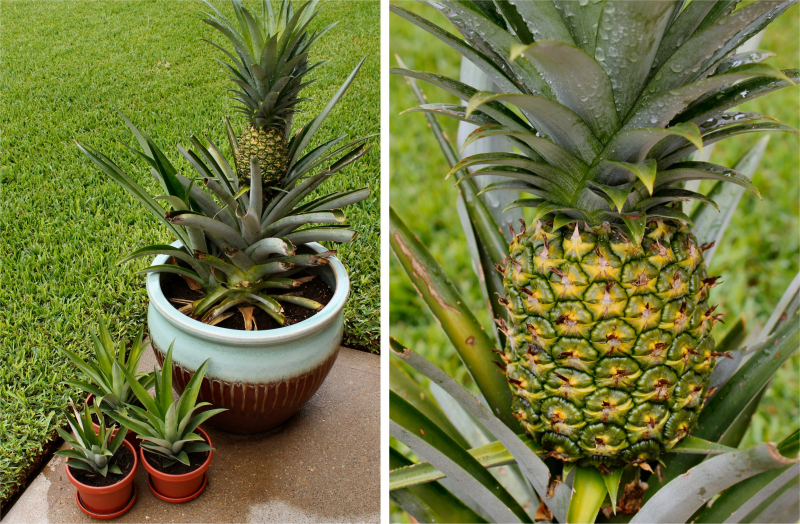 Hvordan dyrke ananas hjemme? Hvordan gjør ananasroting?