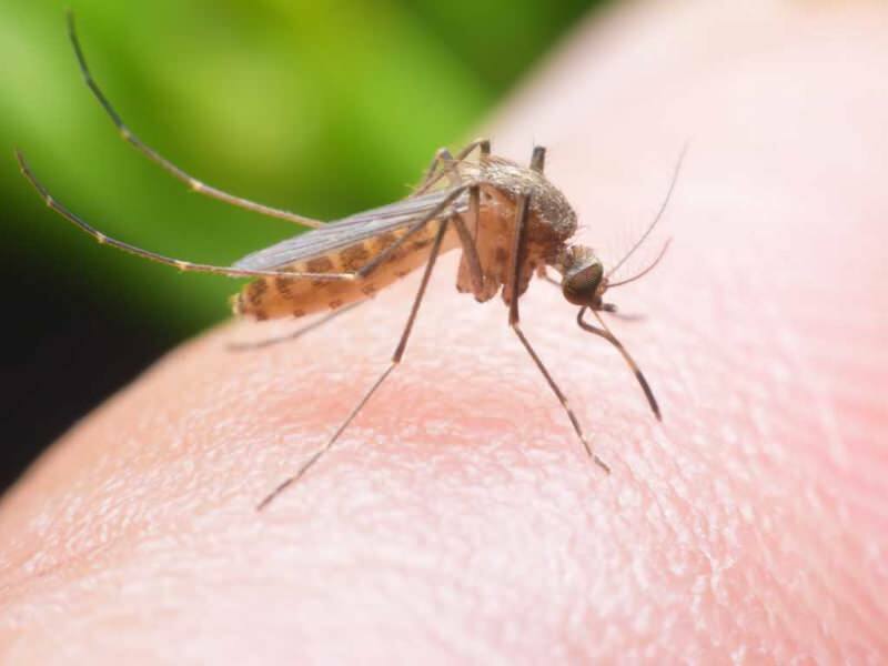 Hvordan lage et naturlig myggmiddel hjemme? Naturlige flueavvisende oppskrifter