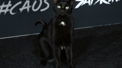 En svart katt på Hollywood-premieren ...