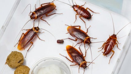 Hvordan sprayes kakerlakker i huset? Hvordan ødelegge kakerlakker