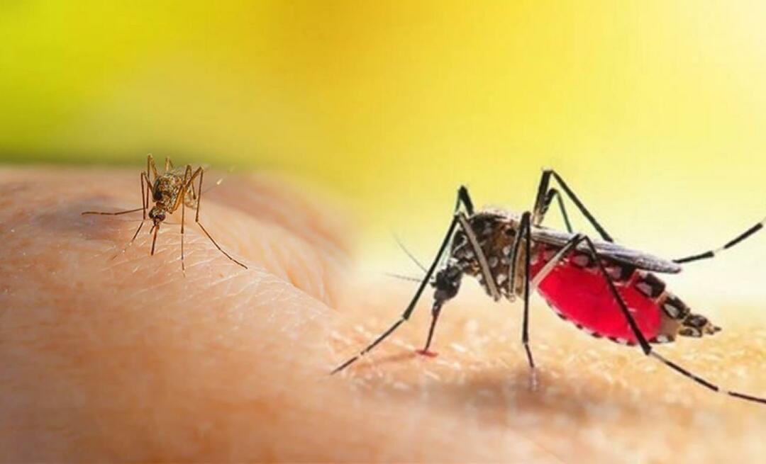 Hva er symptomene på et Aedes-myggstikk? Måter å unngå et Aedes-myggstikk?