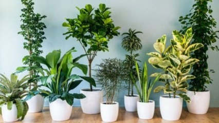 8 planter som er enkle å vedlikeholde