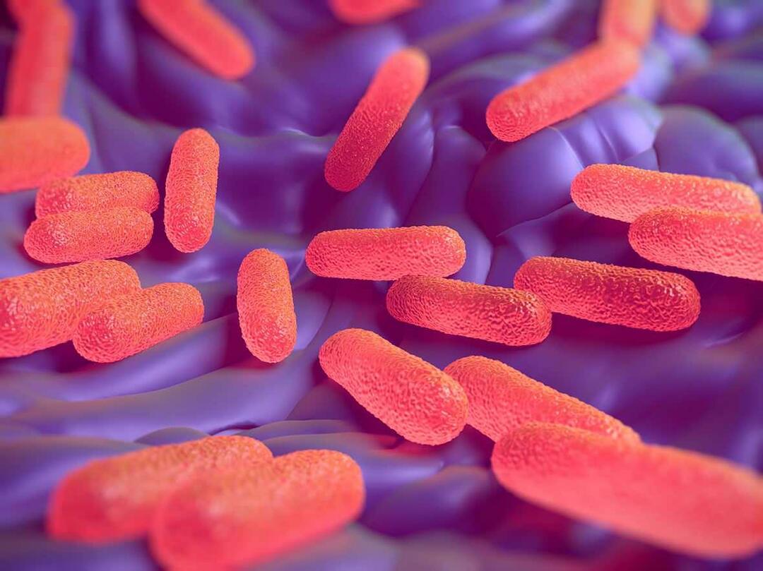 Hva er Salmonella-bakterier? Hva er symptomene på Salmonella?