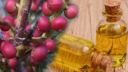 Hva er fordelene med Çitlembik (Menengiç) frukt? Hva gjør sitlemob olje?