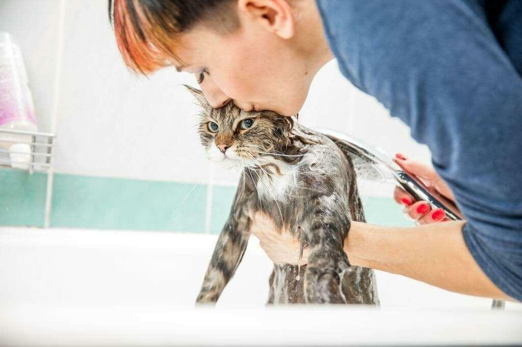 Metoder for å vaske katter