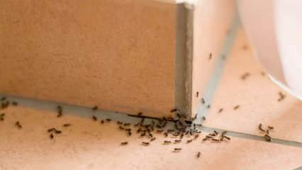Effektiv metode for å fjerne maur hjemme! Hvordan kan maur ødelegges uten å drepe? 