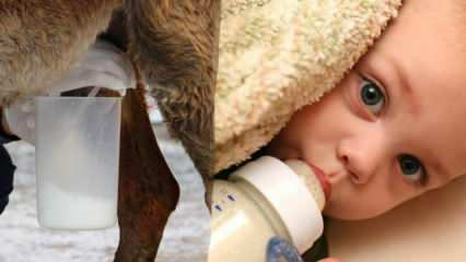 Hvilken melk er nærmest morsmelk? Hva gis babyen i morsmelkemangel?