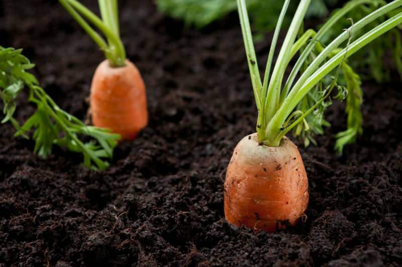 Hvordan dyrke gulrøtter i potter hjemme? Gulrotdyrkningsmetoder i potter
