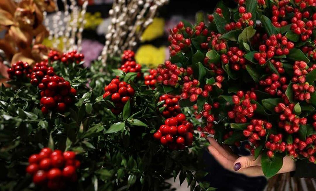 Hva er cola? Hvor kan jeg kjøpe cochina blomst? Hvor kan du kjøpe den vakreste cochina-blomsten?