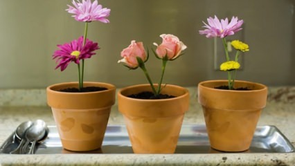 Blomster som skal tas vare på hjemme i vårsesongen