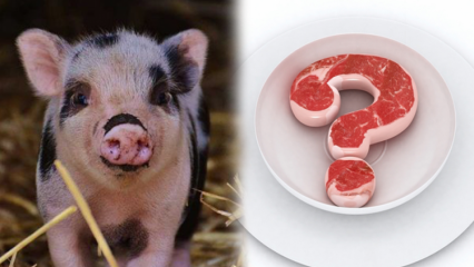 Er svinekjøtt forbudt, hvorfor er svinekjøtt forbudt? Oppmerksomhet til svinemerke!