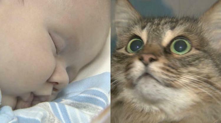 Den omstreifende katten reddet babyens liv!