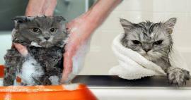 Vasker katter seg? Hvordan vaske katter? Er det skadelig å bade katter?