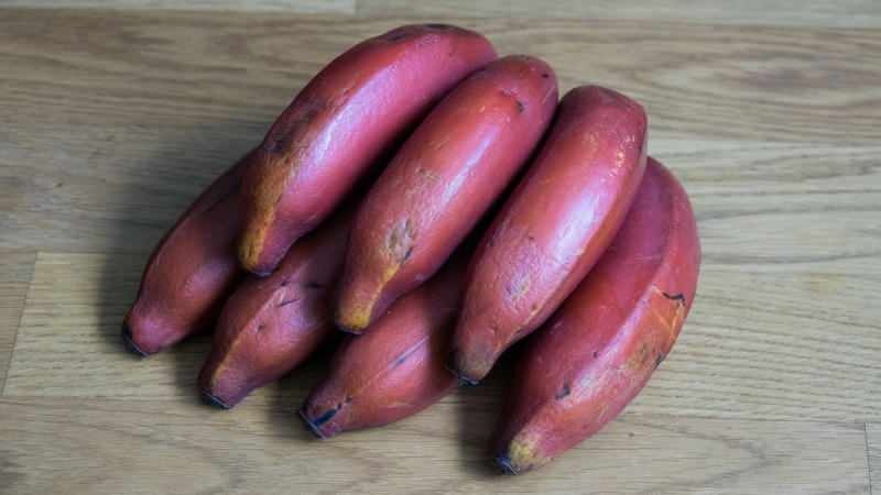 røde bananer blir lilla når de modnes