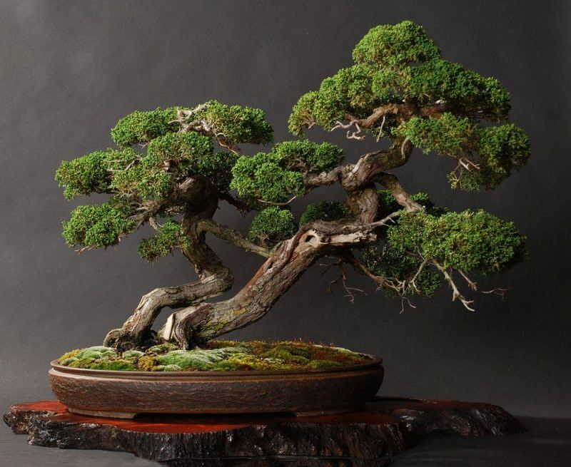  Hvordan ta vare på et bonsai-tre