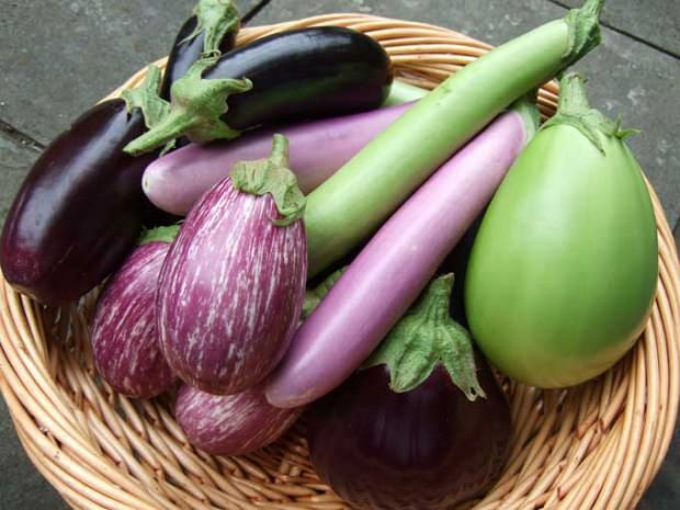 Fordelene med aubergine stammer