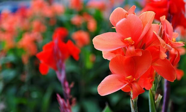 Omsorg for gladiolusblomst 