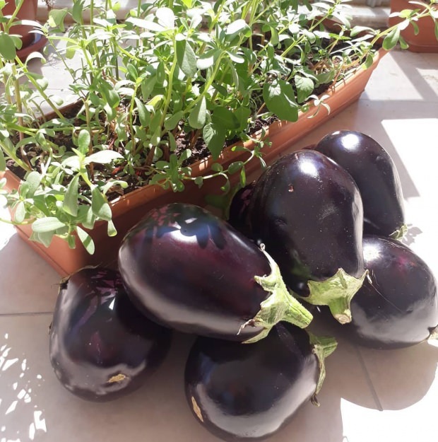 Fordelene med auberginestilk