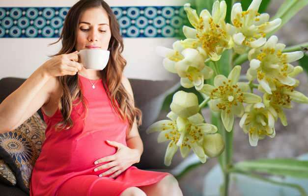 Drikkes urtete under graviditet? Risikable urtete under graviditet