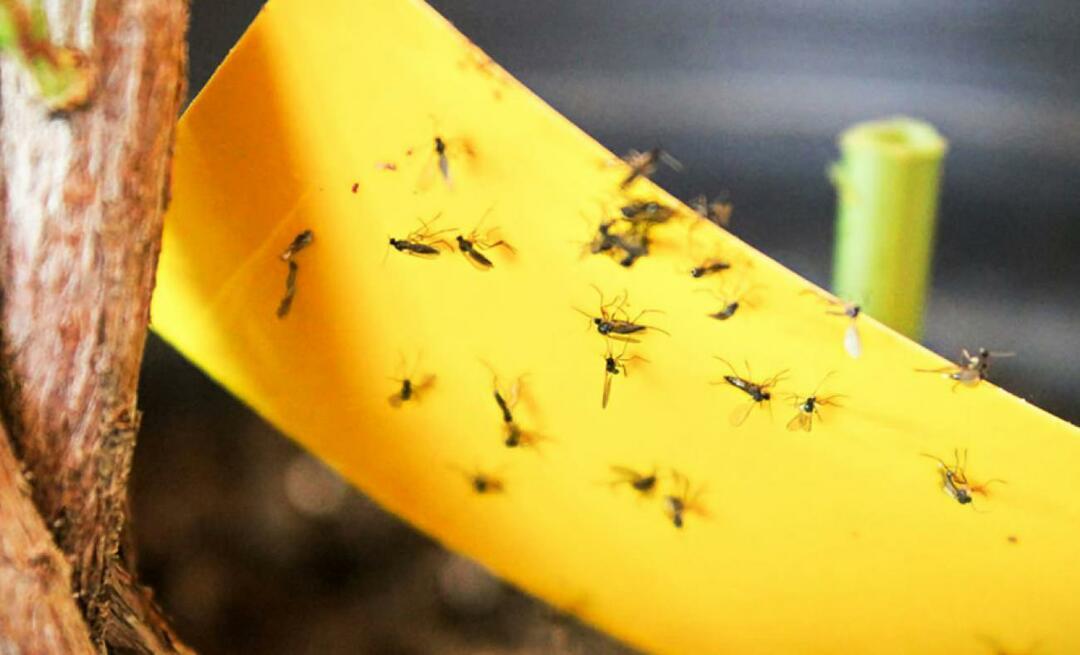 Den definitive løsningen for insekter hjemme! Hvordan forhindre at små fluer flyr hjemme?