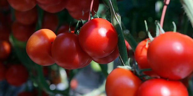 Har tomat fordel for huden?