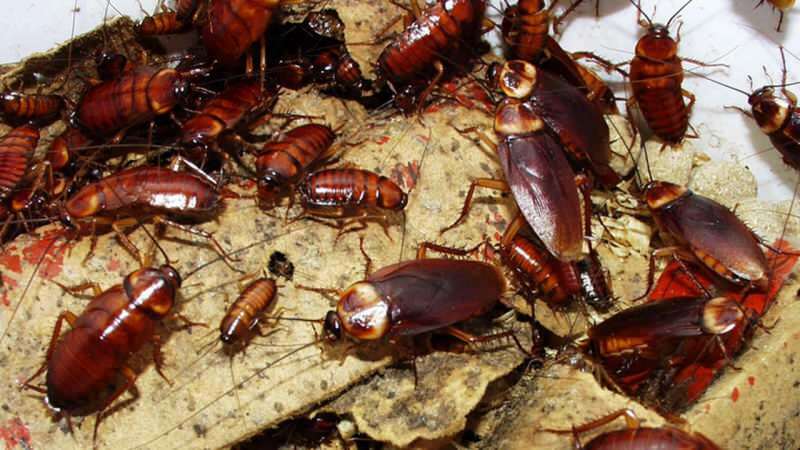 Hvordan behandle kakerlakker hjemme | Hvordan ødelegge kakerlakker?