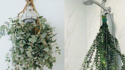 Hvordan henge eukalyptus i dusjen? Måter å bruke eukalyptus i baderomsinnredning!