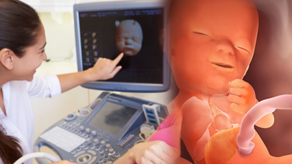 Hvilket organ utvikler seg først hos babyer? Babyutvikling uke for uke