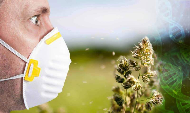 pollenallergi økte