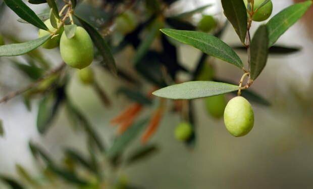 Olivenblader
