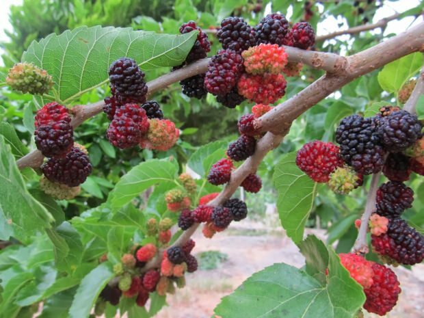 mulberry fordeler for huden