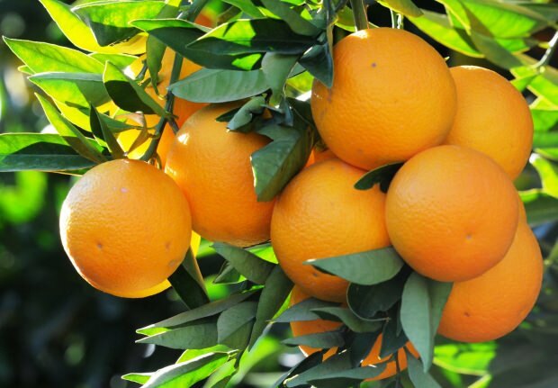 Fordelene med oransje