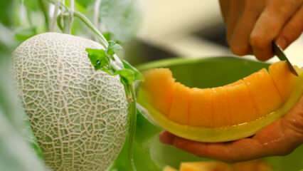 Hvordan velge den enkleste melonen? Nøkkelen til å velge søte meloner som honning