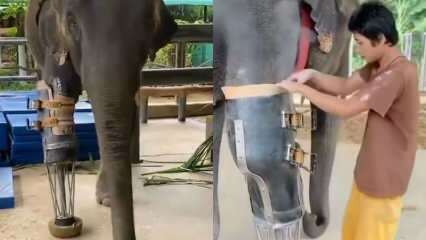 De unge sosiale mediene rystet protesebenet ditt for elefanter! 