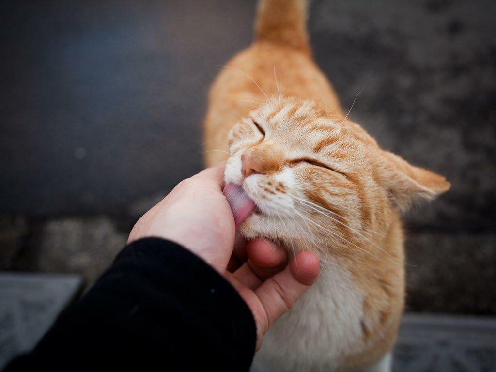 Betydningen av kattenes bevegelser 