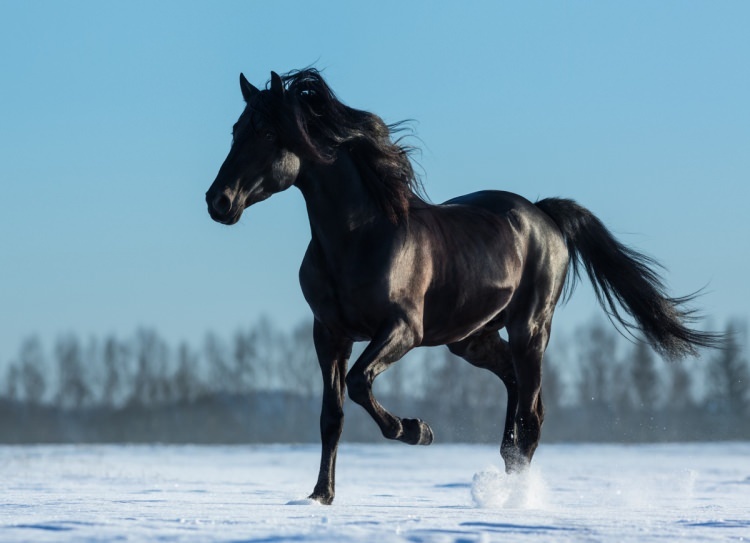 Hvordan si en hest i en drøm? Hva er meningen med å se en hest i drøm?