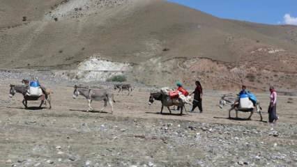 Utfordrende "melk" -reise fra nomadekvinner på esler!