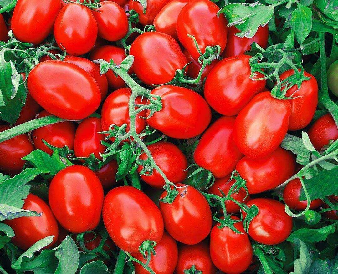 Hvordan velge hermetiske tomater