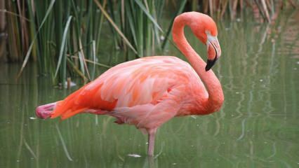 Adana ble hjemmet til 'Pink Flamingos'!