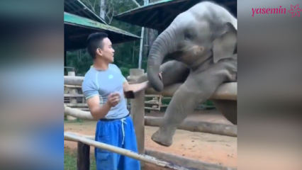 De øyeblikkene mellom elefanten og keeperen!