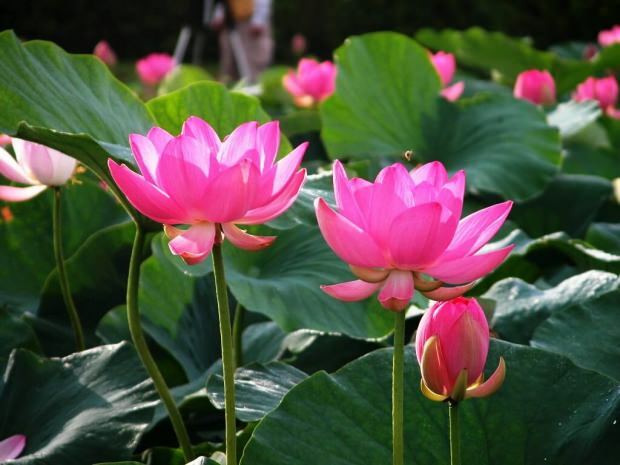 fordelene med lotusblomst