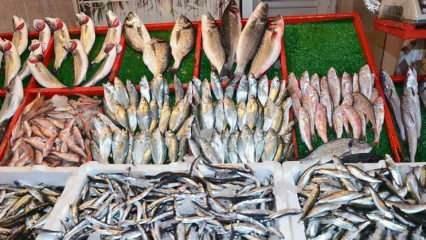 Hvordan rense torisk fisk? Tips for rengjøring av toriske fisk