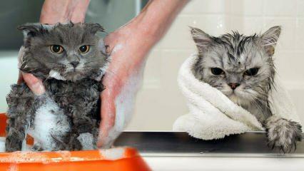Vasker katter seg? Hvordan vaske katter? Er det skadelig å bade katter?