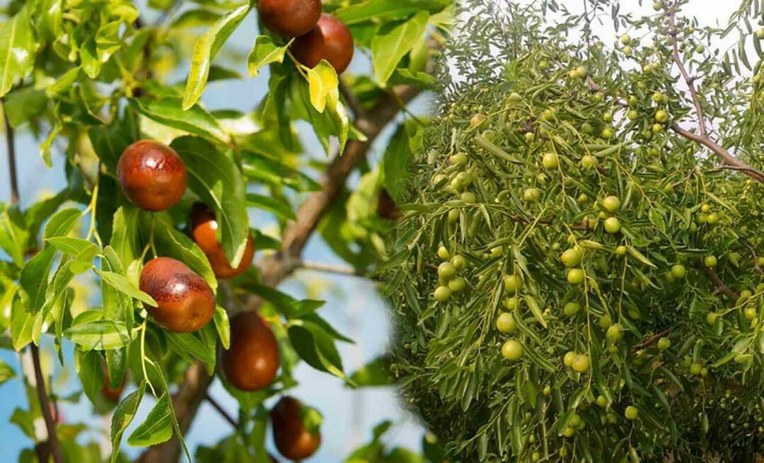 Hvordan spire jujube frø? Hvordan dyrke jujubeplante i potte? jujube omsorg